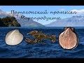 Русская рыбалка 3.99 - Патагонский промысел - Морепродукты