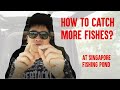 HOW TO CATCH MORE FISHES at Singapore Paypond Fishing?
