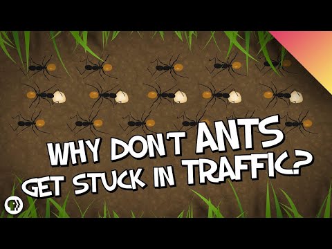 Why Don't Ants Get Stuck In Traffic?