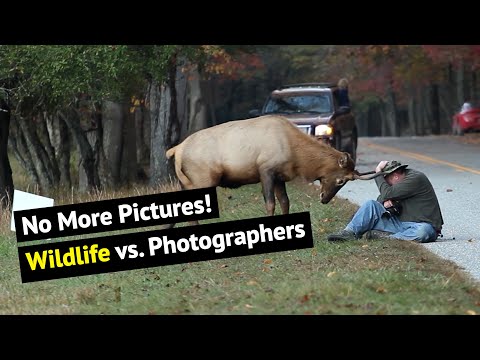Top 16 Moments Photographers Got Incredibly Close To Animals In The Wild