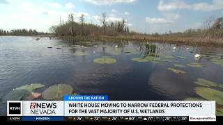 Trump Administration moving to narrow federal protections for millions of acres of wetlands