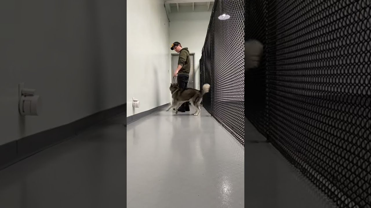 How To Train Your Dog Not Pull On Leash