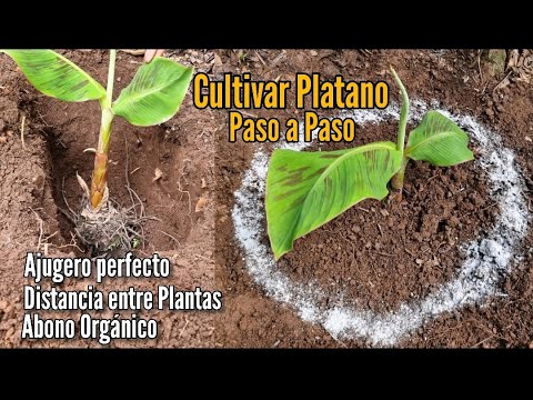 Video: Cómo plantar un plátano: características de cultivo y cuidado, instrucciones y recomendaciones