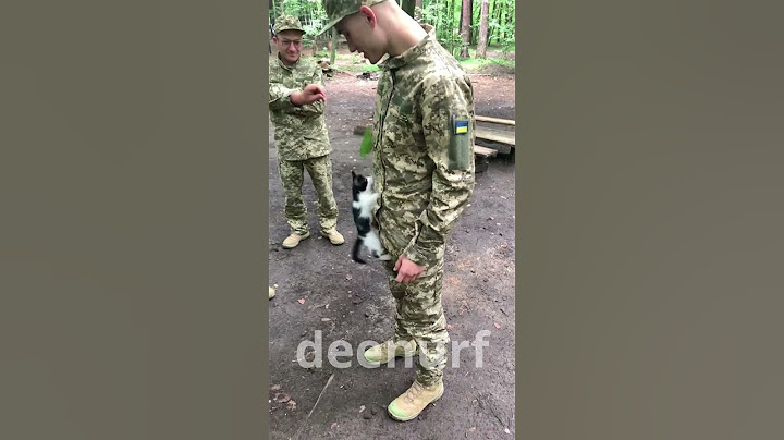 MILITARY CAT