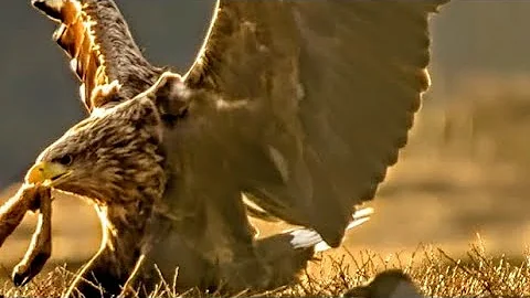 Eagle - The Emperor of the Skies