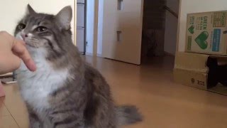 人の様子を伺いながら甘えにくる猫 ノルウェージャンフォレストキャット Cat, advancing little by little while watching the people.