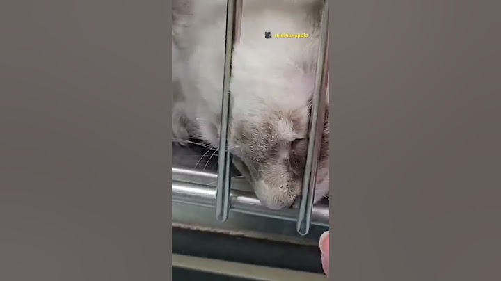 Shelter Cat Just Wants To Be Cuddled | The Dodo
