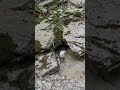 Прогулка с котиком