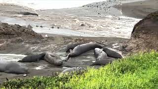 Watching Elephant Seals on a Stormy California Coast | Feb. 4, 2024