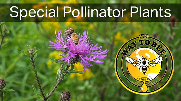 Plants for pollen and nectar in the northeastern United States for pollinators including honey bees.