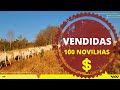 VENDA DAS 100 NOVILHAS NELORE - Fazenda