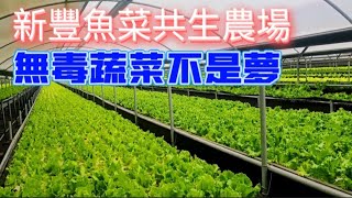 新竹新豐魚菜共生農場l導覽解說~無毒蔬菜不是夢~