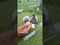 How to feed eggs to baby pigeons #ytshorts #kabutar #birds #foryou
