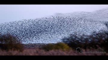 Starling Murmuration at RSPB Minsmere Suffolk 10-12-2025