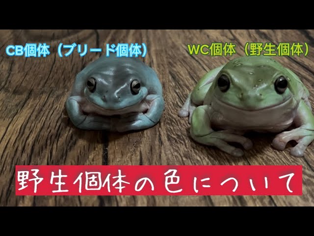 イエアメガエル スノーフレーク 国産CB個体 3匹(カエル)｜売買