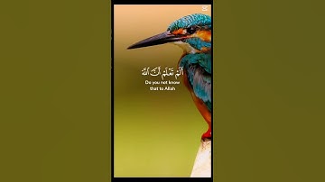 هدوء التلاوة استمع بقلبك و اغمض عينك #آيات_الذكر