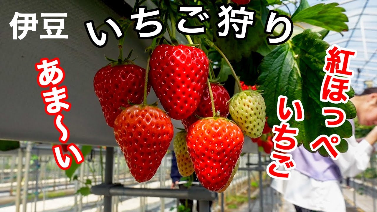 伊豆 家族旅行に最適 いちご狩り をしてきました 立ったまま採れて甘くて美味しい紅ほっぺ 江間 Youtube