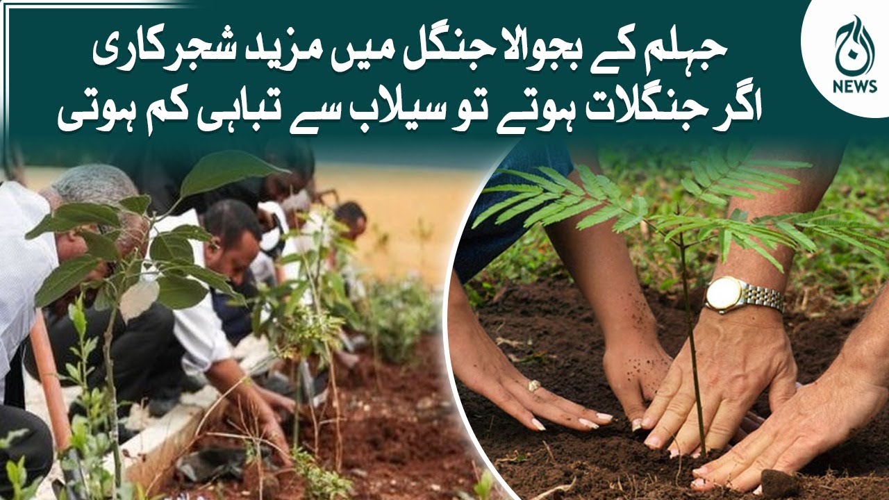 Jhelum kay jungle me mazeed shajarkari, agar junglat hotay to sailab ...