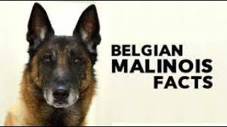 Belgian Malinois  Top 7 Facts
