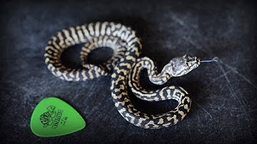 The SMALLEST Carpet Python I