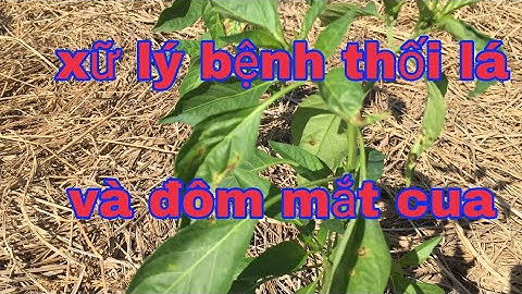 Kĩ Thuật Trồng Ớt.Khắc Phục Ớt Bị Thối Lá Và Nâm Bệnh Giai Đoạn Đẽ Nhánh @KhoáiPhim