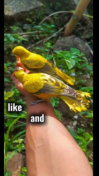 burung apakah ini...? #kicaumania #terapiburungmacet #shorts #burungkicaudialamliar
