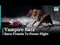 Vampire Bats Burn Protein to Power Their Flight: New Study |News Today |DRM News |AL1E
