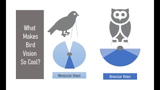 Bird Vision  How Birds See Color | Binocular & Monocular Vision