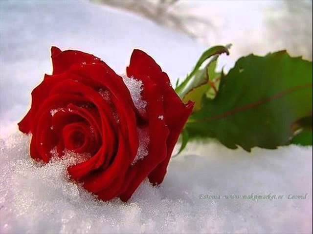 Watch Нина Бродская - Главные слова. on YouTube