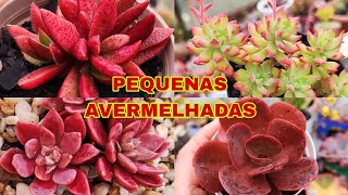 12 - SUCULENTAS PEQUENAS AVERMELHADAS DE FÁCIL ...