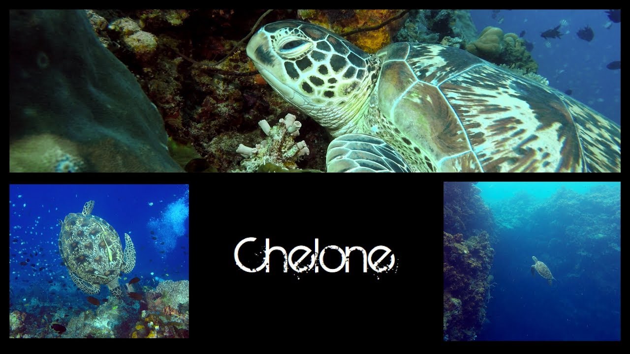 CHELONE, the nymph of the drop-off (Bunaken - Sulawesi)