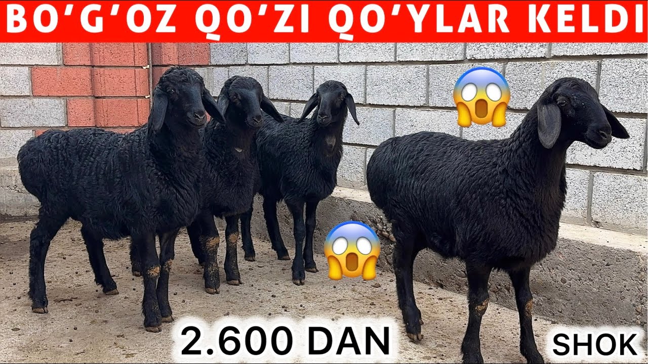 2.600 DAN  QOZI BO’G’OZ  QOYLAR KELDI SHOK 😱