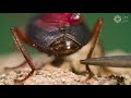 Bombardier Beetle | الخنفساء قاذفة القنابل