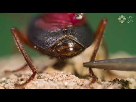 فيديو: دورة حياة خنفساء الهليون المرقطة - كيفية منع خنافس الهليون المرقطة