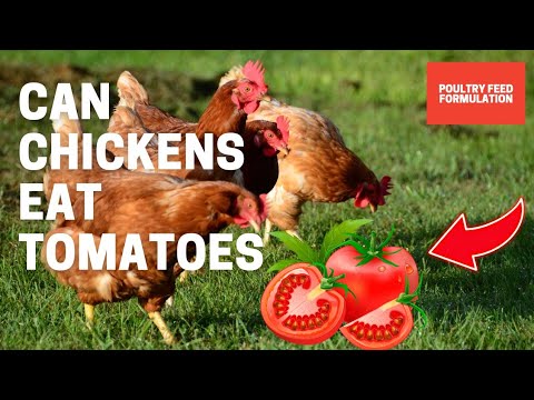 Artistic Can Chickens Eat Tomato Plants View Photography Artistic Can Chickens Eat Tomato Plants View Photography