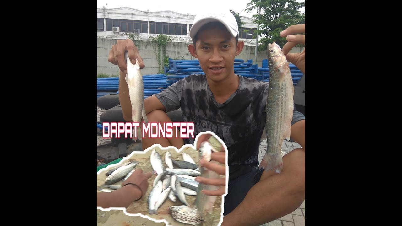 Mancing Ikan Belanak Umpan Lumut | DAPAT MONSTER! 