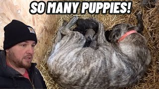 (Emotional Video) Things Didn’t Go As Planned But The GUARD DOG PUPPIES Are Here! by Hidden Heights Farm 216,706 views 2 months ago 45 minutes