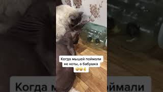 КОТЫ НЕ ЗНАЮТ КТО ТАКИЕ МЫШИ!  #юморсмешное