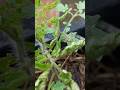 Leaf Curl ka Khel Khatam ❌ #gardening #garden #plantscaretips #leafcurl #pruning #vegetableswalla