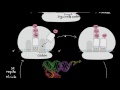 Traducción (de ARNm a las proteínas) | Biología | Khan Academy en Español