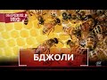 Відомі факти та міфи про бджіл, у які ви вірили, Обережно, міф