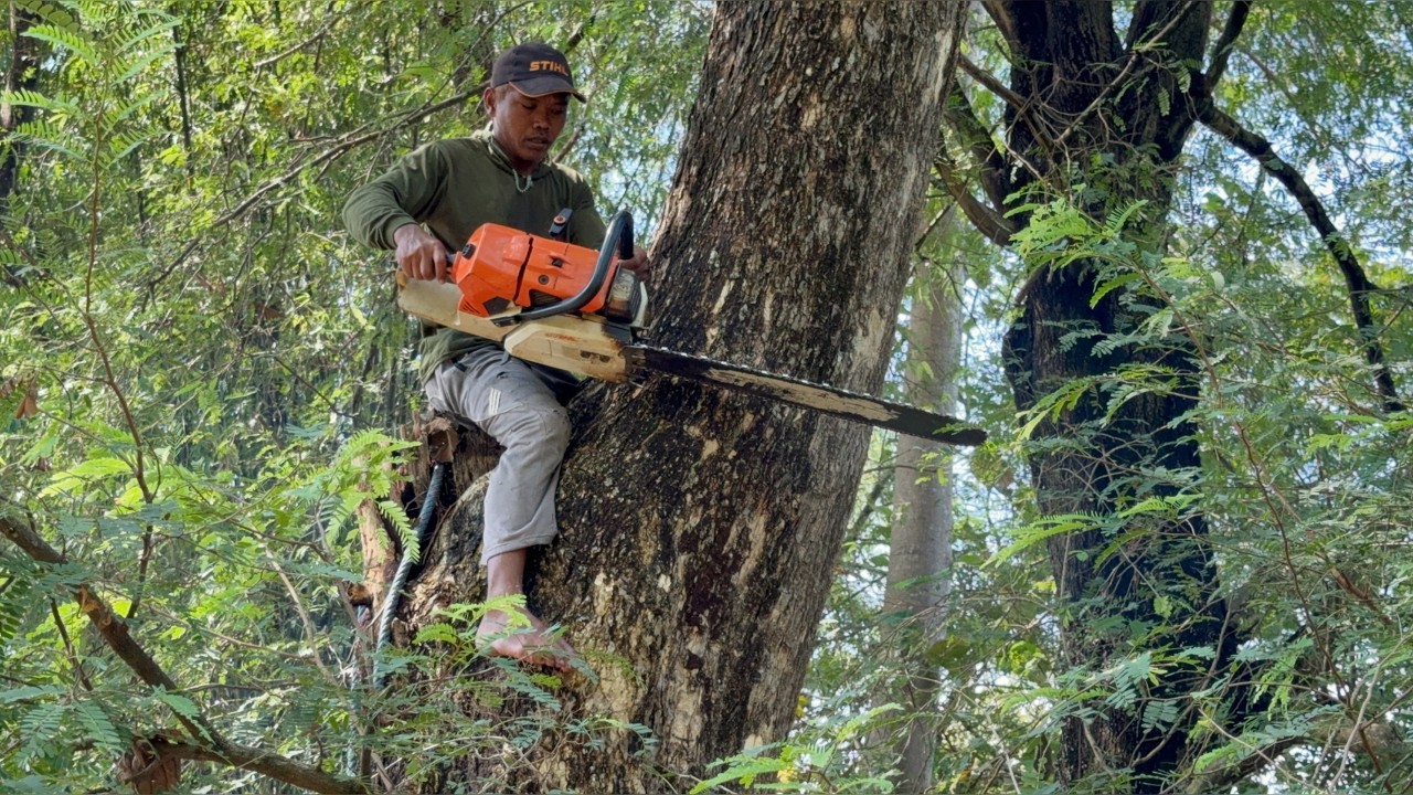 Super Fast! Efficiently Felling 2 Trees in Record Tim! - YouTube