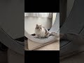 ちゃんとみなさい！と話しかけくる猫#shor#猫 #マンチカン #短足マンチカン #cat #munchkints