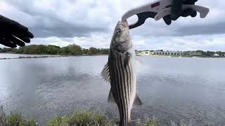 Striped bass fishing in Rhode Island