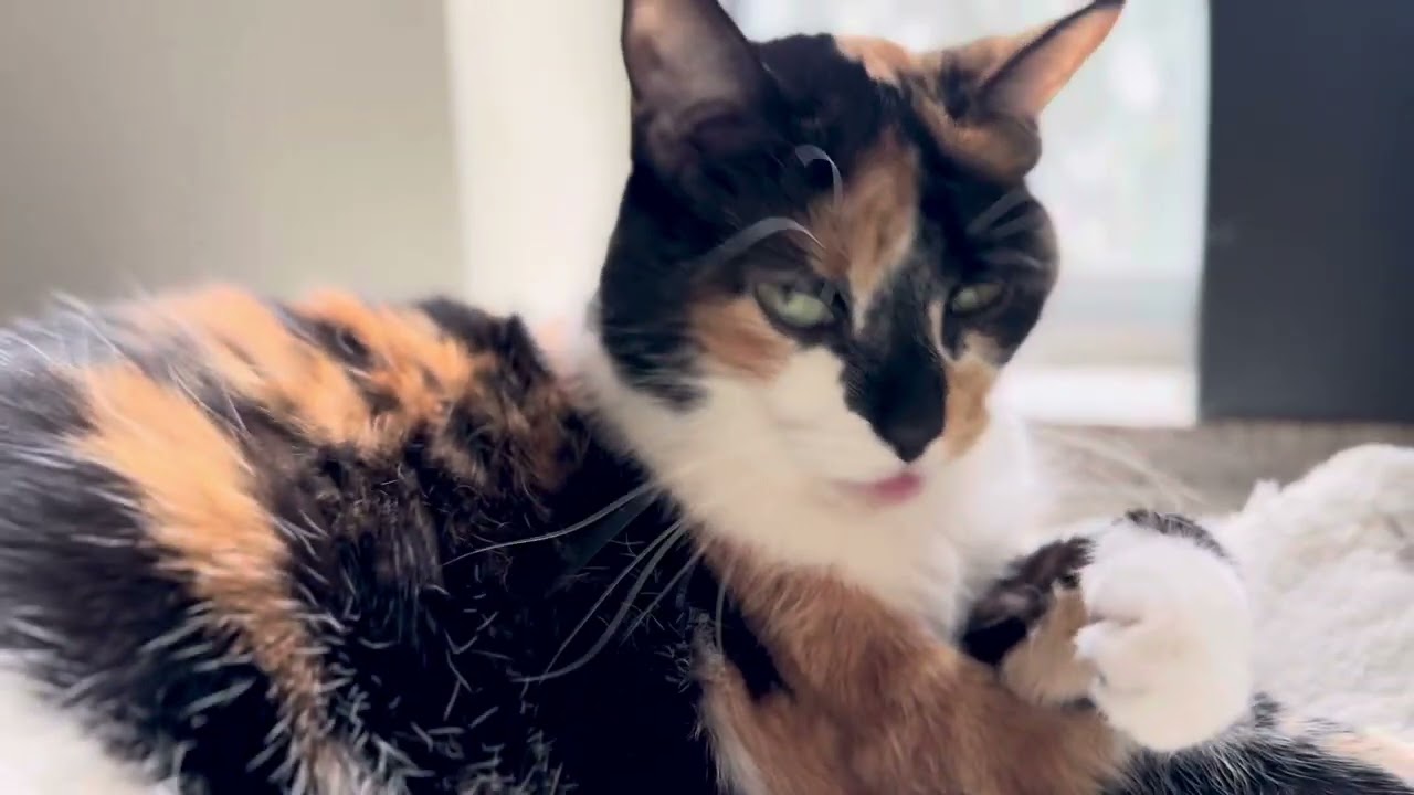 ATM:  A CaT & a Snowstorm at Spring ❗️🤭🤍