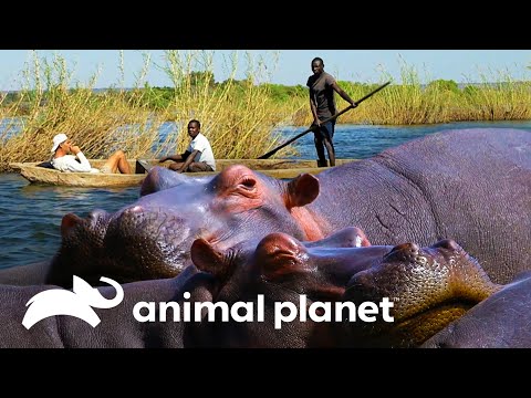 Vídeo: Onde Os Hipopótamos São Encontrados