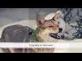 Eastern Coyote Presentation