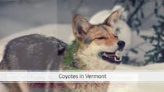Eastern Coyote Presentation