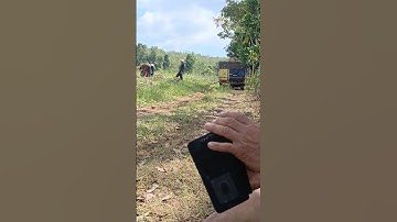 Semangat petani singkong meskipun harga nya anjlok