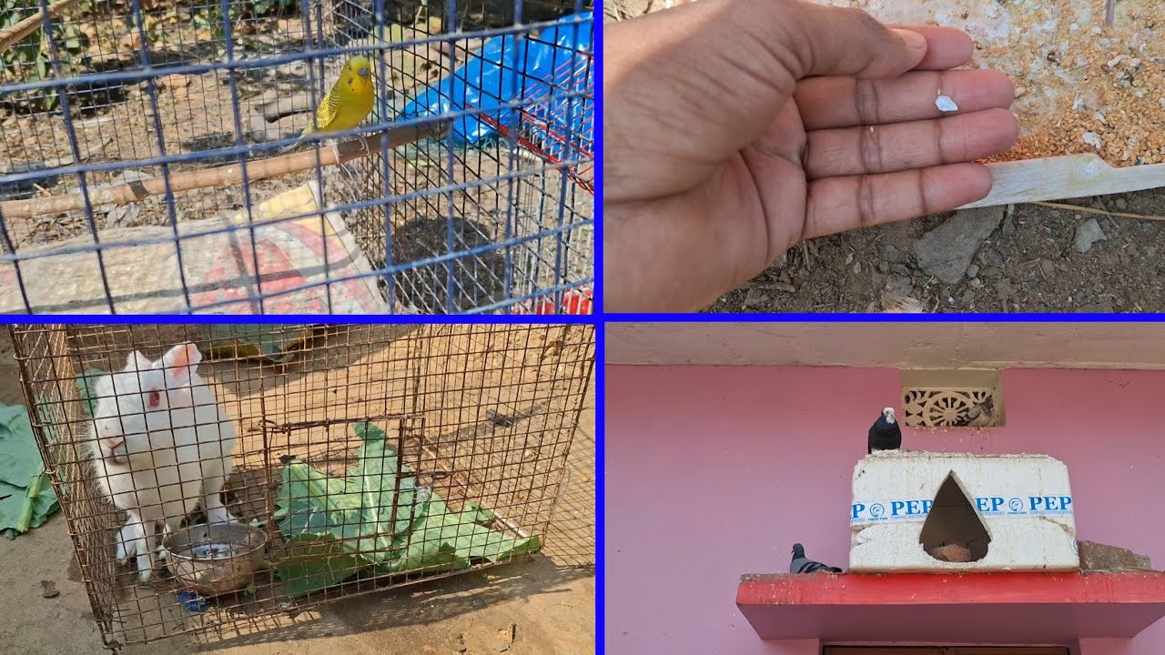 Jevra Fenches ne Ande de diye or wo bhi tut geya 😢 | Pets Vlogs | Love Birds | Daily Routine 